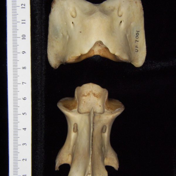 white-tailed-deer-odocoileus-virginianus-c1-c2-superior-flmnh-collection-7001