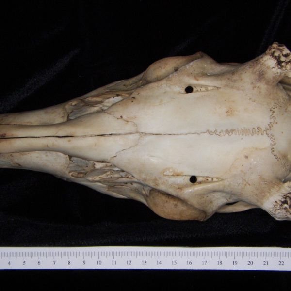 white-tailed-deer-odocoileus-virginianus-cranium-superior-abel-collection