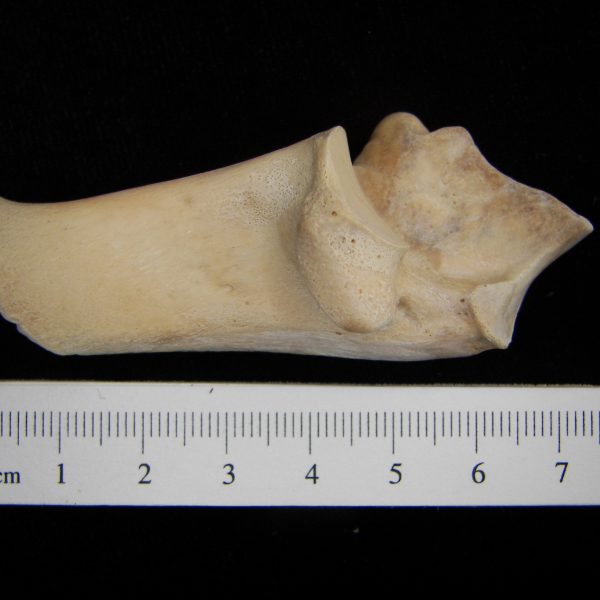 white-tailed-deer-odocoileus-virginianus-left-calcaneus-medial-abel-collection