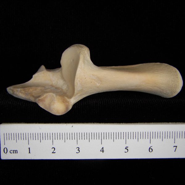 white-tailed-deer-odocoileus-virginianus-left-calcaneus-superior-abel-collection