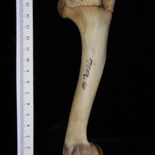 white-tailed-deer-odocoileus-virginianus-left-humerus-anterior-flmnh-collection-7001