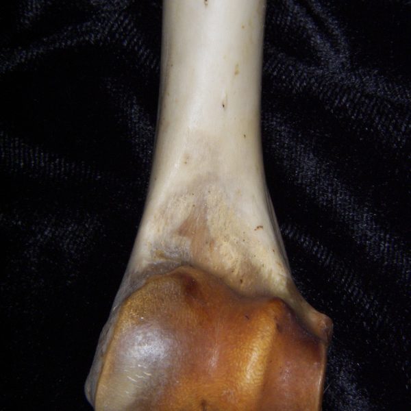 white-tailed-deer-odocoileus-virginianus-left-humerus-distolateral-aspect-flmnh-collection-7
