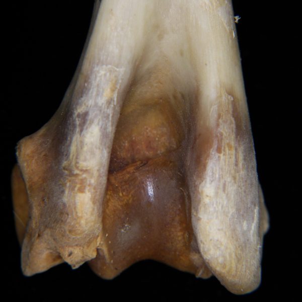 white-tailed-deer-odocoileus-virginianus-left-humerus-distomedial-aspect-flmnh-collection-70