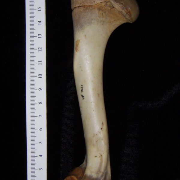 white-tailed-deer-odocoileus-virginianus-left-humerus-posterior-flmnh-collection-7001