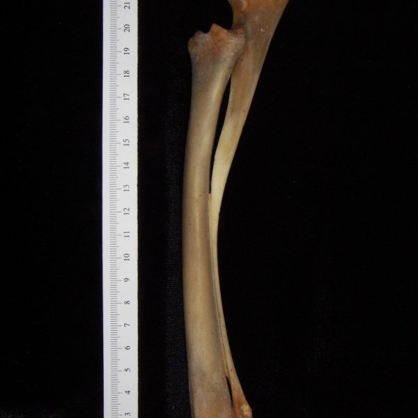 white-tailed-deer-odocoileus-virginianus-left-radius-and-ulna-lateral-flmnh-collection-7001