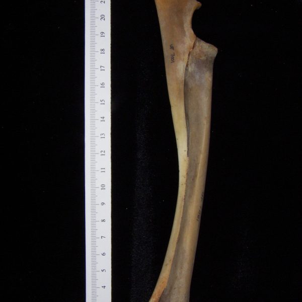 white-tailed-deer-odocoileus-virginianus-left-radius-and-ulna-medial-flmnh-collection-7001