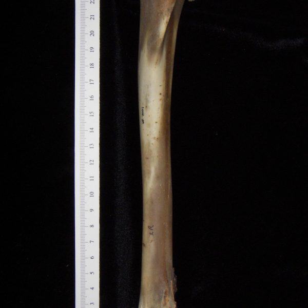 white-tailed-deer-odocoileus-virginianus-left-tibia-anterior-flmnh-collection-7001