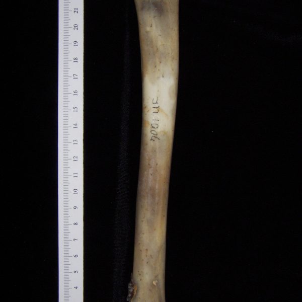 white-tailed-deer-odocoileus-virginianus-left-tibia-posterior-flmnh-collection-7001