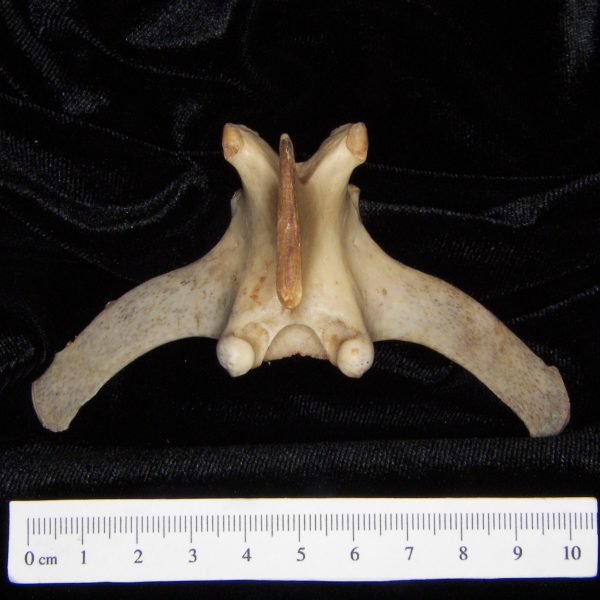 white-tailed-deer-odocoileus-virginianus-mid-lumbar-vertebra-superior-flmnh-collection-7001