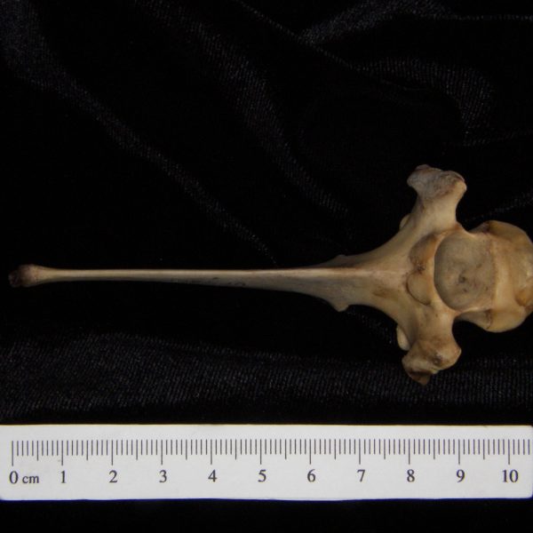 white-tailed-deer-odocoileus-virginianus-mid-thoracic-vertebra-superior-flmnh-collection-700
