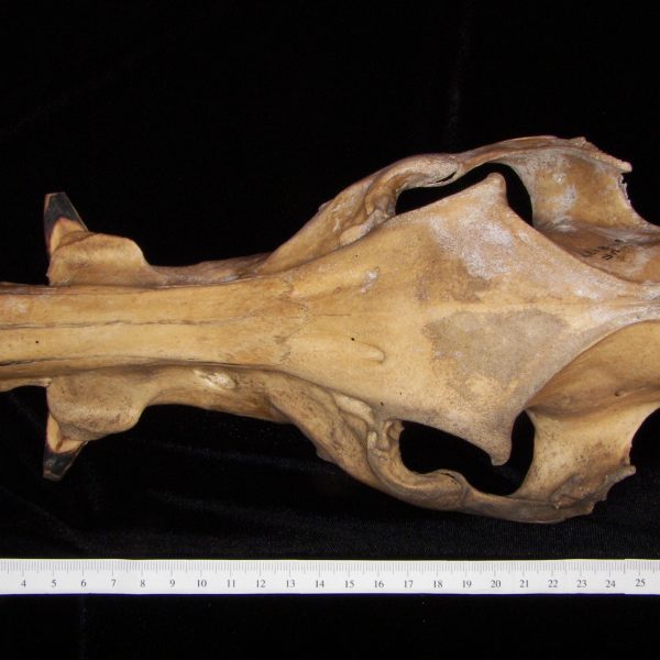 wild-boar-sus-scrofa-cranium-superior-flmnh-8137