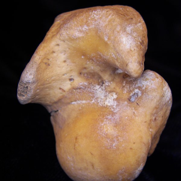 wild-boar-sus-scrofa-left-humerus-proximal-articular-surface-flmnh-8137