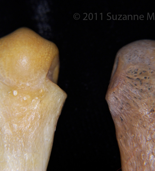 Proximal/Dorsal Surface Bear VS Human Metacarpals