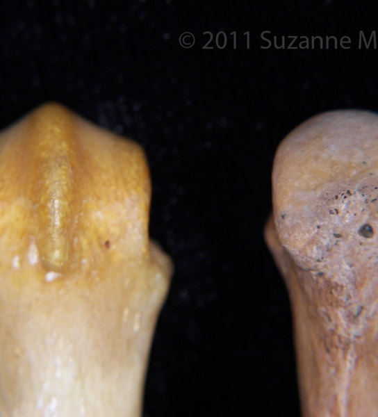 Proximal/Palmar Surface Bear VS Human 3rd Metacarpal