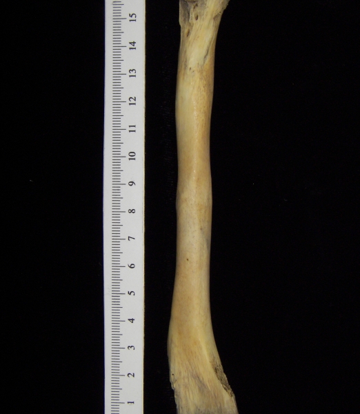 Alligator (Alligator mississippiensis) fibula