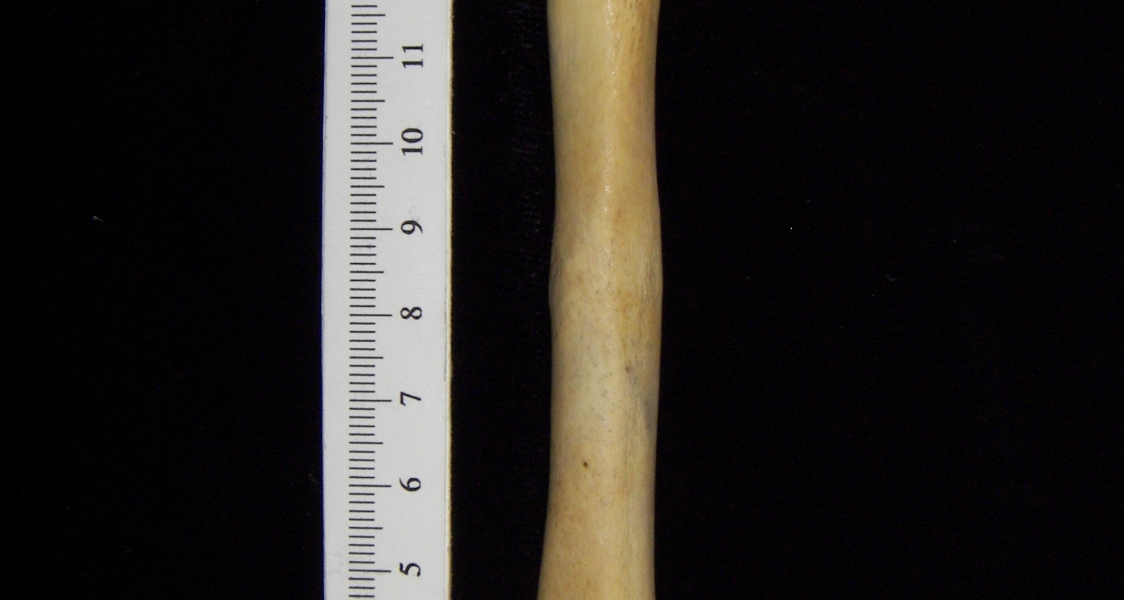 Alligator (Alligator mississippiensis) fibula