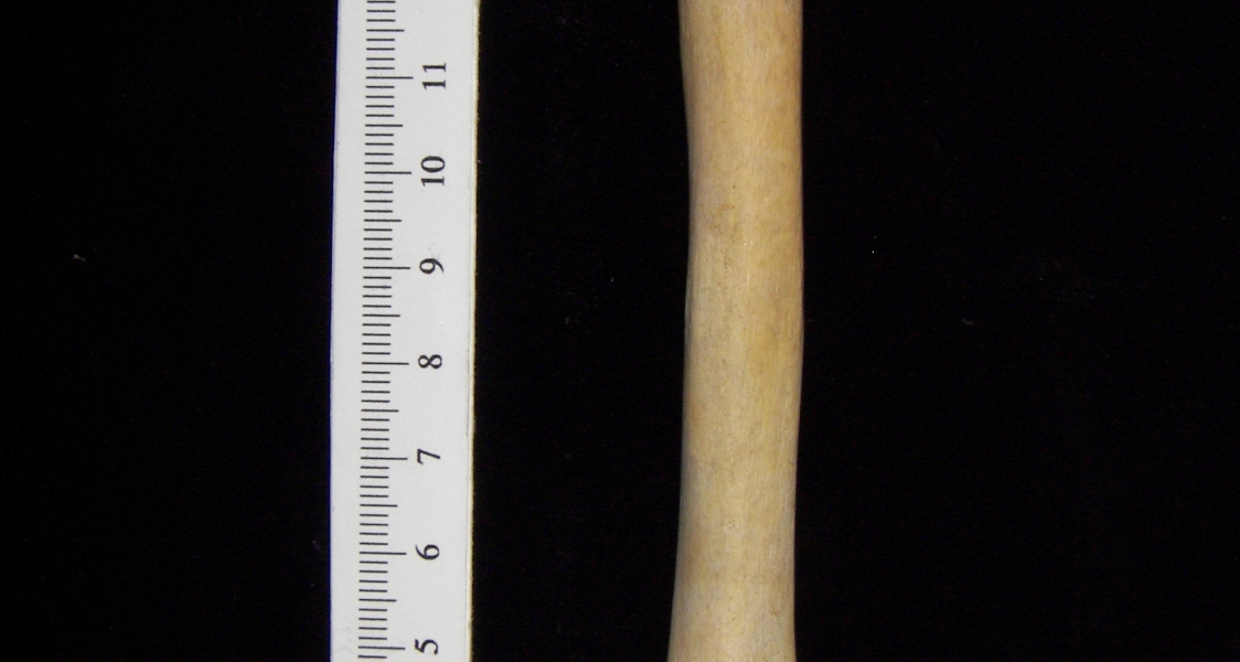 Alligator (Alligator mississippiensis) fibula view 2
