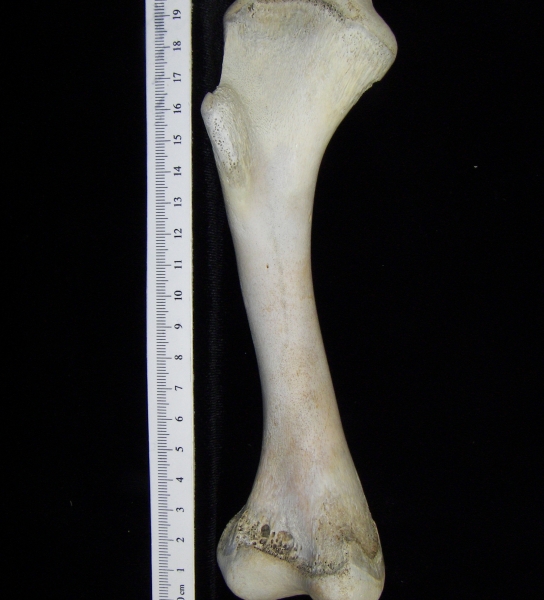 Alligator (Alligator mississippiensis) humerus