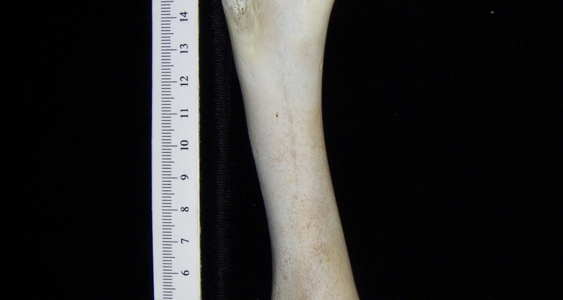 Alligator (Alligator mississippiensis) humerus