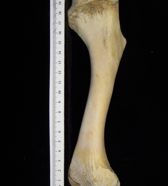 Alligator (Alligator mississippiensis) humerus view 2