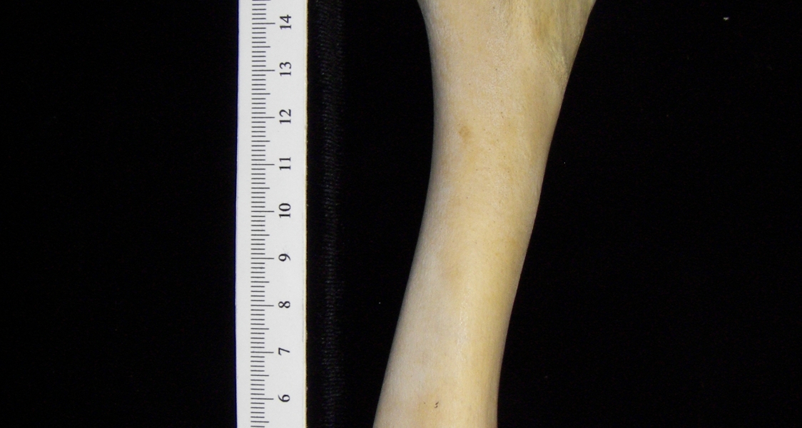 Alligator (Alligator mississippiensis) humerus view 2
