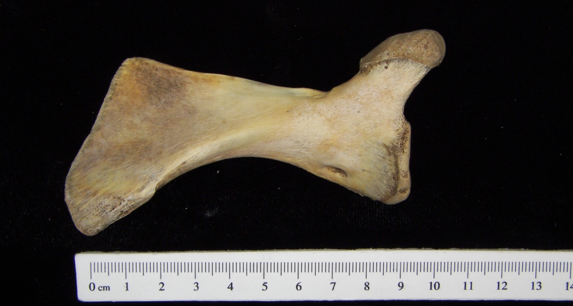 Alligator (Alligator mississippiensis) left ischium