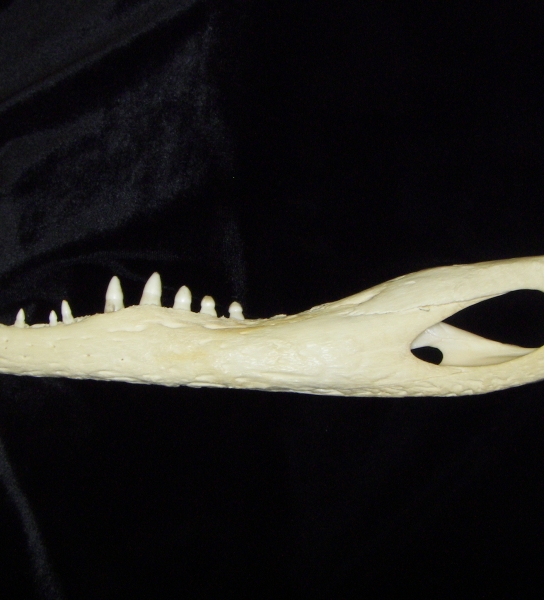 Alligator (Alligator mississippiensis) left mandible