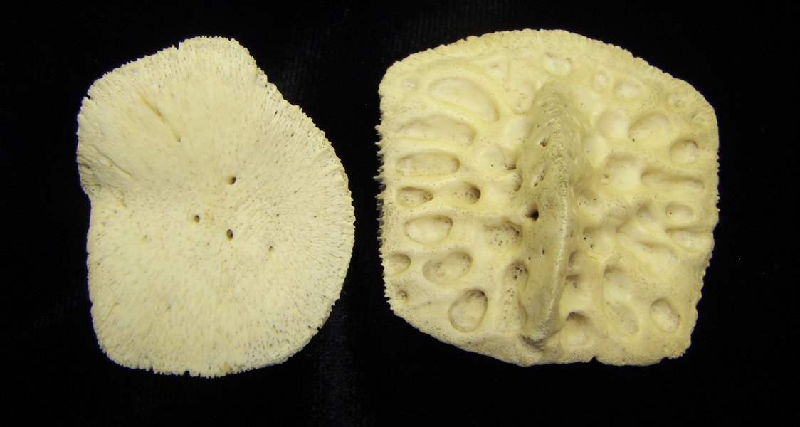 Alligator (Alligator mississippiensis) scutes