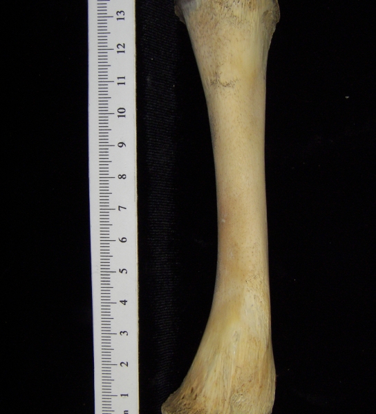 Alligator (Alligator mississippiensis) tibia