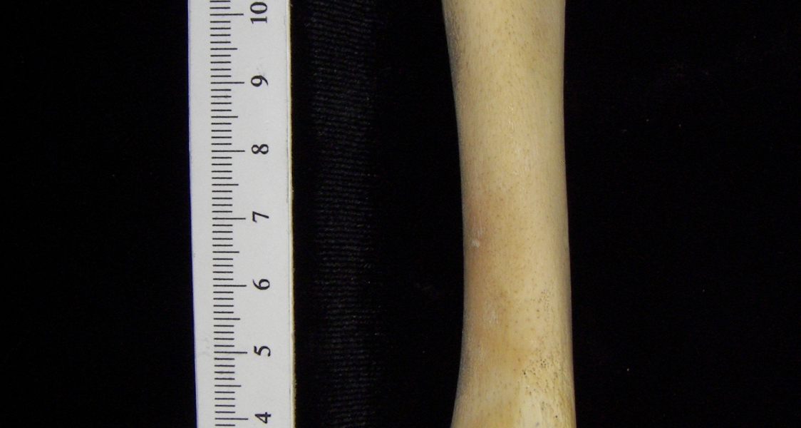 Alligator (Alligator mississippiensis) tibia