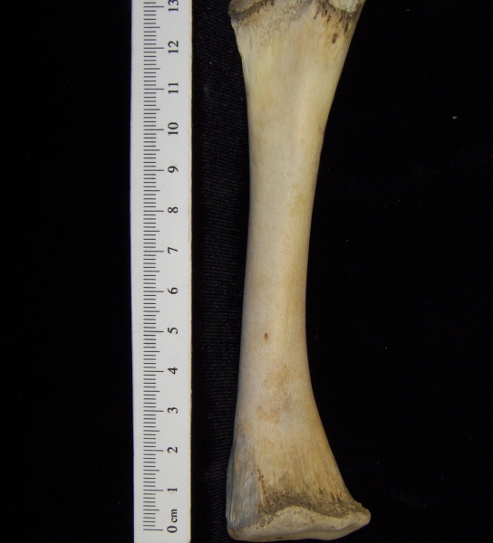 Alligator (Alligator mississippiensis) tibia view 2