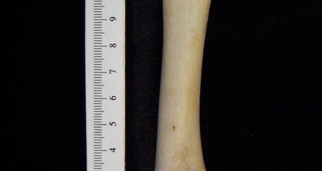 Alligator (Alligator mississippiensis) tibia view 2