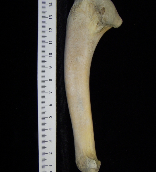 Alligator (Alligator mississippiensis) ulna