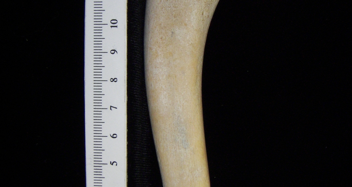 Alligator (Alligator mississippiensis) ulna