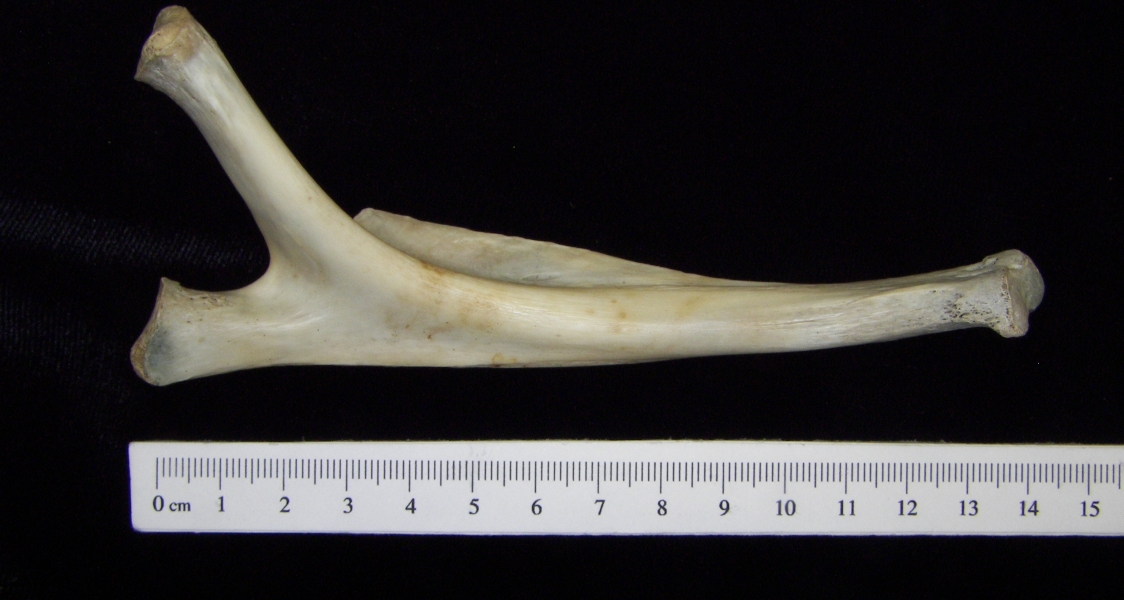 Alligator (Alligator mississippiensis) 3rd left rib