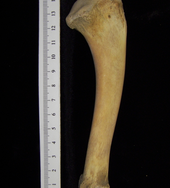 Alligator (Alligator mississippiensis) ulna view 2