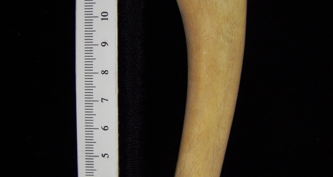 Alligator (Alligator mississippiensis) ulna view 2
