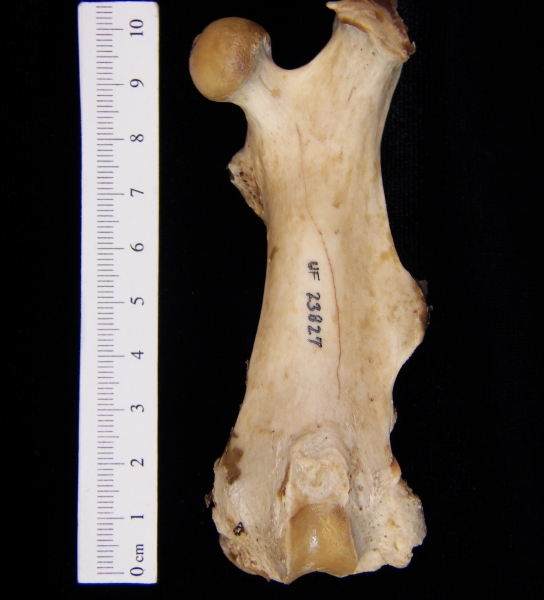 Beaver (Castor canadensis) left femur, anterior view