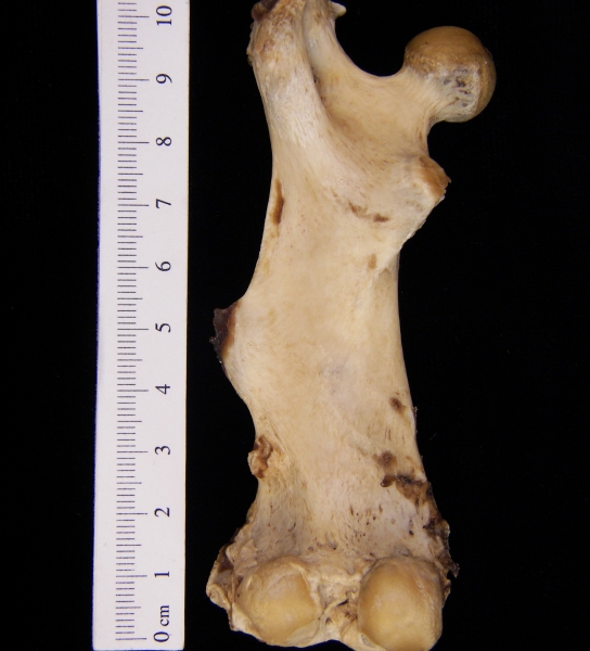 Beaver (Castor canadensis) left femur, posterior view