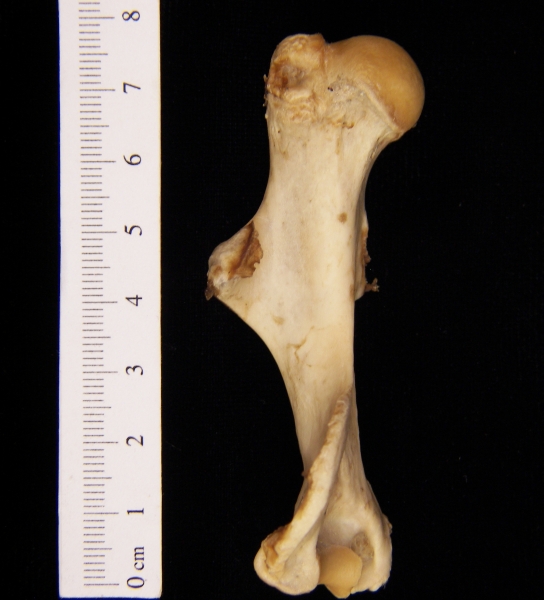 Beaver (Castor canadensis) left humerus, anterior view
