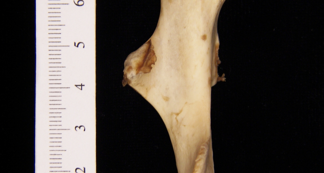 Beaver (Castor canadensis) left humerus, anterior view
