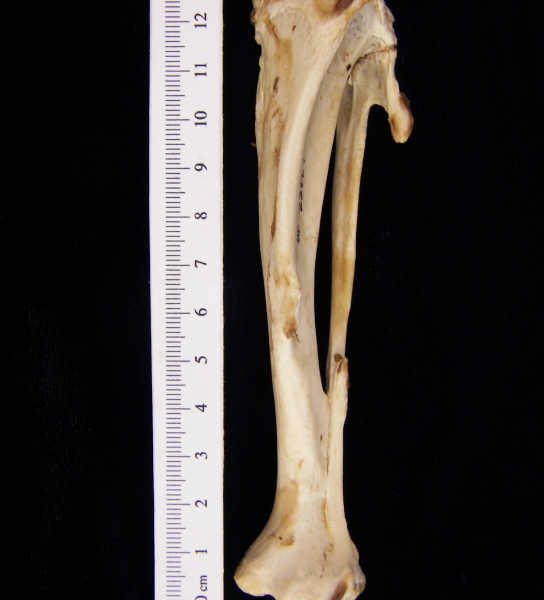 Beaver (Castor canadensis) left tibia and fibula, anterior view