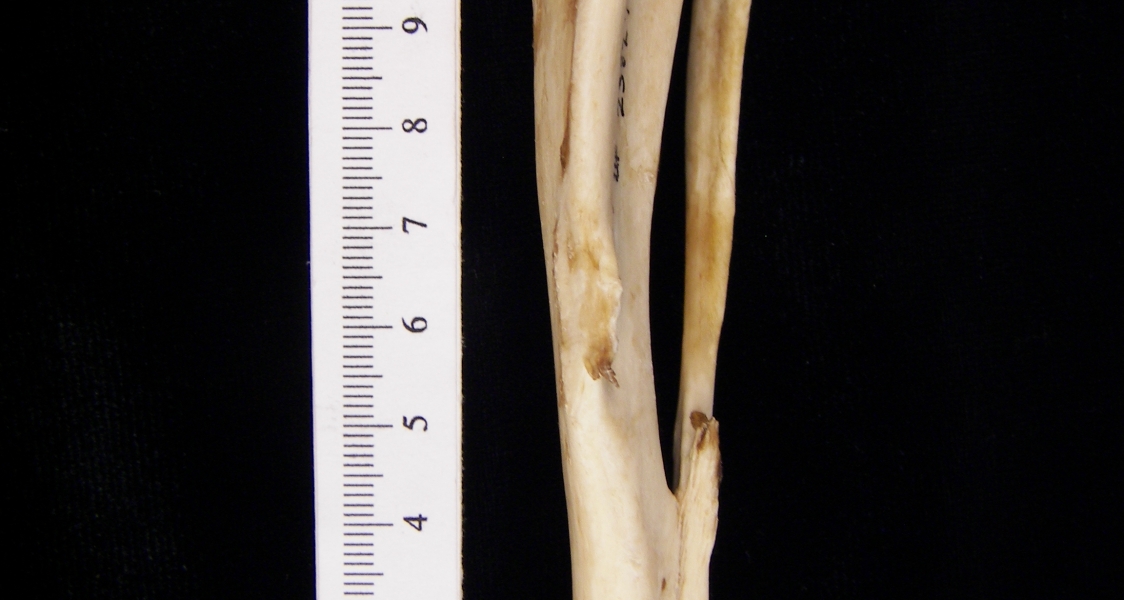 Beaver (Castor canadensis) left tibia and fibula, anterior view