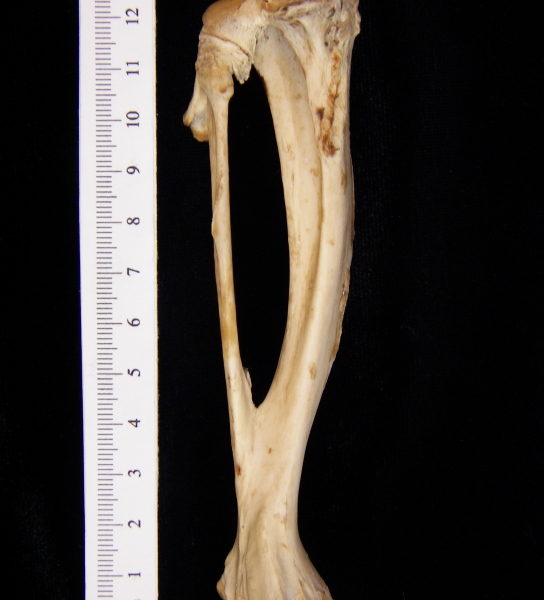 Beaver (Castor canadensis) left tibia and fibula, posterior view