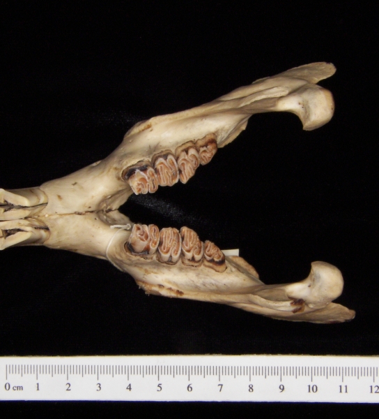 Beaver (Castor canadensis) mandible