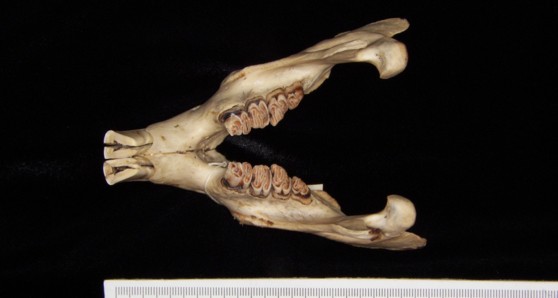 Beaver (Castor canadensis) mandible