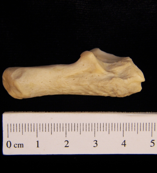 Lateral View Right American Beaver Calcaneus