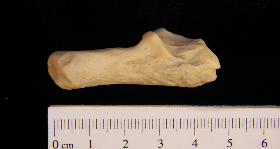 Lateral View Right American Beaver Calcaneus
