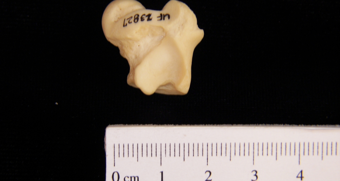 Beaver (Castor canadensis) right astragalus, inferior view