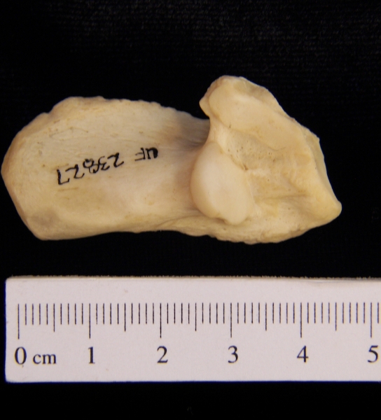 Superior View Right American Beaver Calcaneus